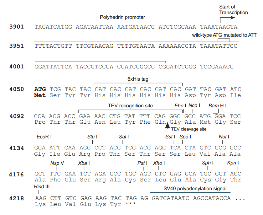 pFastBacHT B 多克隆位点 点击看大图 pFastBacHT B 多克隆位点